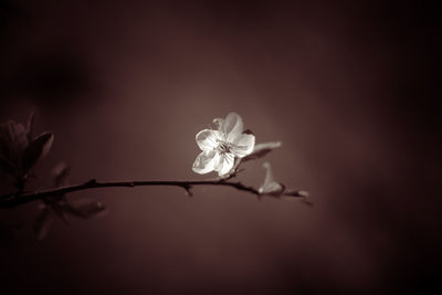 Close-up of white flowering plant