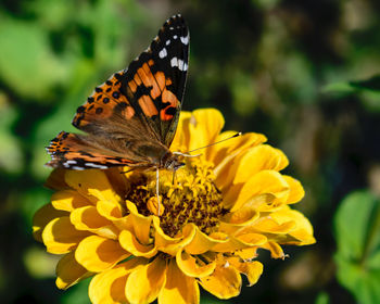 Close-up of butterfly pollinating on yellow flower