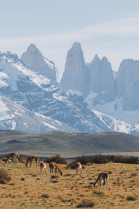 Guanaco grazing on grass against sky