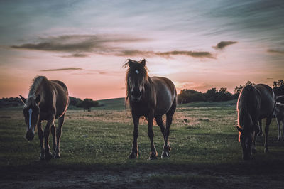 Horses on a field