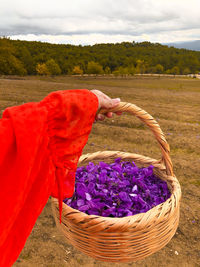 Close-up of hand holding purple flowers in basket