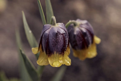 Close-up of wet flower on plant