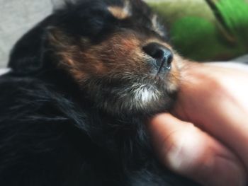 Close-up of hand holding dog
