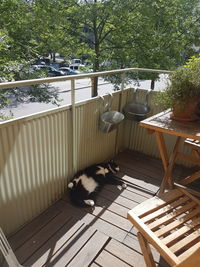 High angle view of cat on table