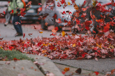 Close-up of maple leaves on tree during autumn