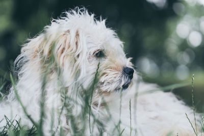Close-up of a dog looking away