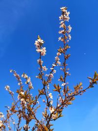 Low angle view of flowering plant against blue sky