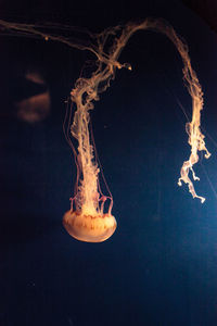 Close-up of jellyfish against black background