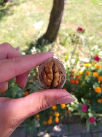 Close-up of hand holding walnut at park