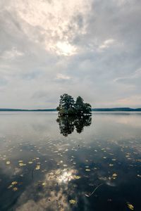 Tree by lake against sky