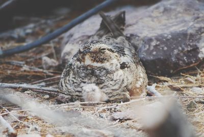 Close-up of a bird on field