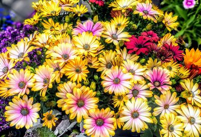 High angle view of pink flowering plants