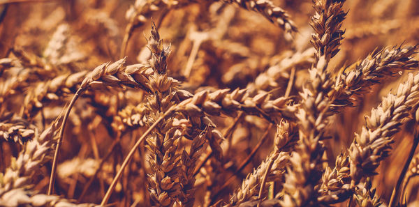 Close-up of wheat growing on field