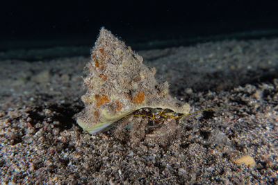 Close-up of fish swimming in sea