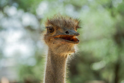 Close-up of a bird looking away