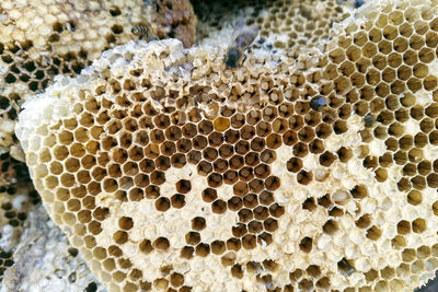 Honeycomb ready to be harvested to get honey.