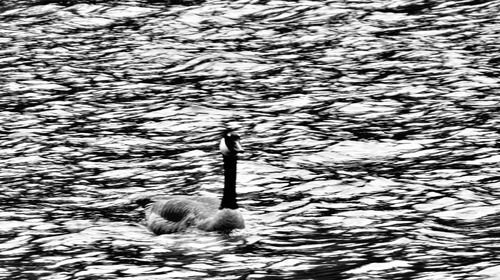 High angle view of duck swimming in lake