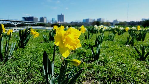 Yellow flowers blooming in field