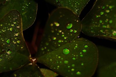 Close-up of leaf