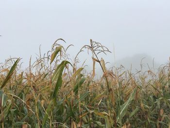 Close-up of plants growing on field against clear sky