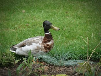 Duck on a field