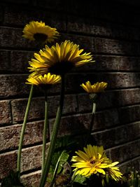 Close-up of yellow daffodil blooming outdoors