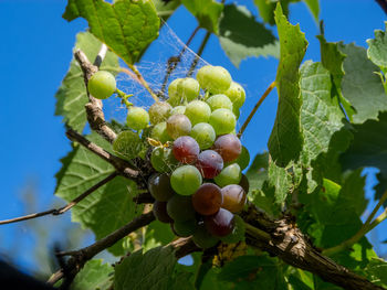 Low angle view of berries growing on tree