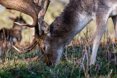 Close-up of fallow deer grazing
