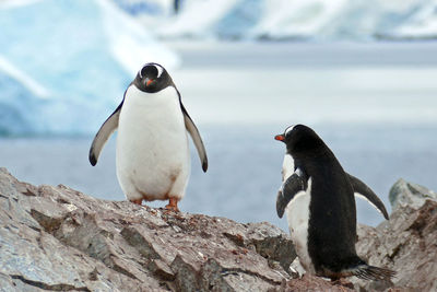 Two gentoo penguins on rocks