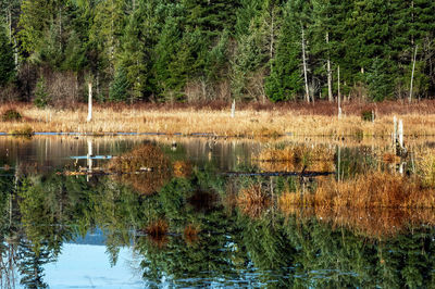 Scenic view of lake in forest