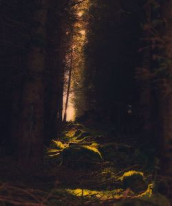 Trees in forest at night