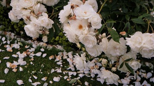 Close-up of white rose bouquet