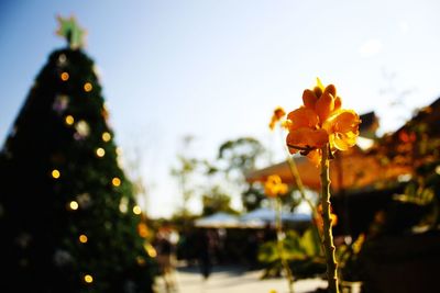 Low angle view of flowers against sky