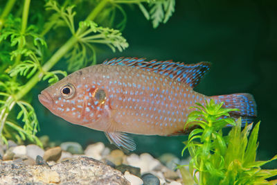 Close-up of fish swimming in sea