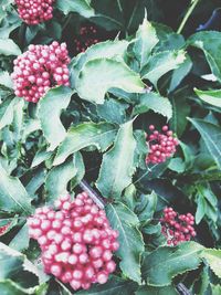 Close-up of berries growing on plant