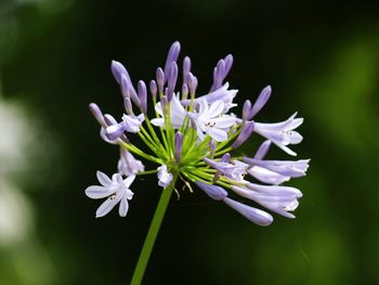 Close-up of purple flowers blooming outdoors