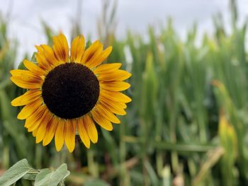 Close-up of sunflower on field