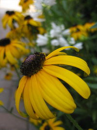 Close-up of yellow flower