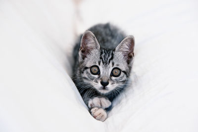 High angle portrait of kitten sitting on blanket