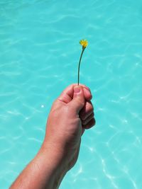 Cropped image of hand holding rose in swimming pool