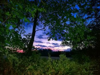 Trees in forest against sky