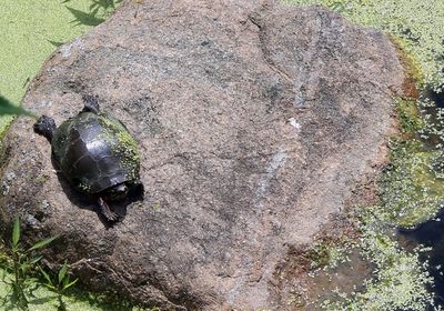 High angle view of tortoise on tree