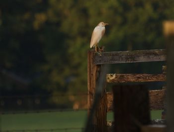 Close-up of bird perching on wooden post