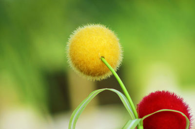 Close-up of yellow flower bud