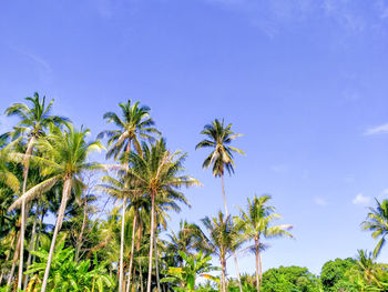 Low angle view of coconut palm trees against blue sky