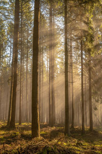 Sunlight streaming through trees in forest