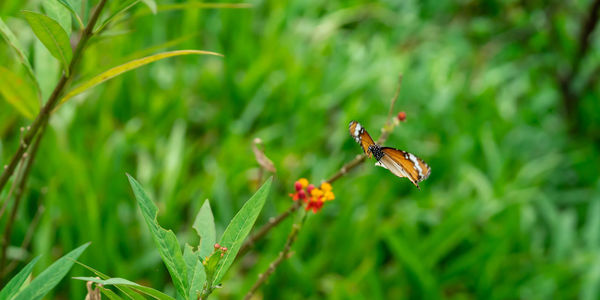 Close-up of butterfly pollinating on flower