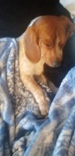 Dog resting on bed at home