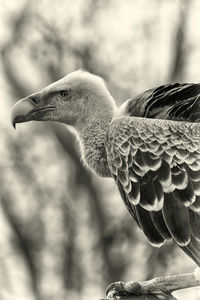 Close-up of bird