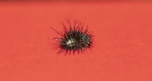 Close-up of insect on red flower